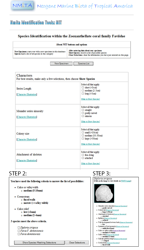 Figure 4. Example NIT process.