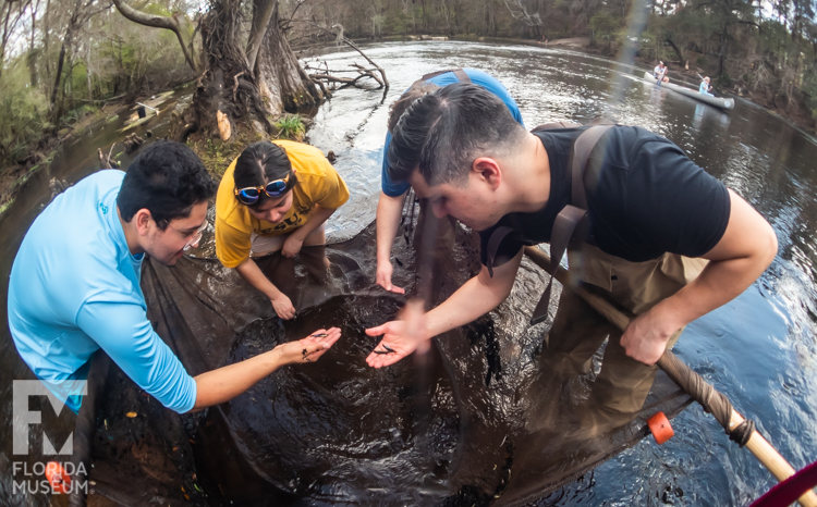 Gabriel Sommarriba showing three conference participants the ropes for ichthyological field work in the Santa Fe River. They are examining their sein net haul. 