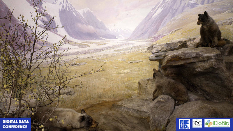 File:Bears.jpg