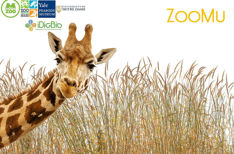 File:ZOOMU.jpg