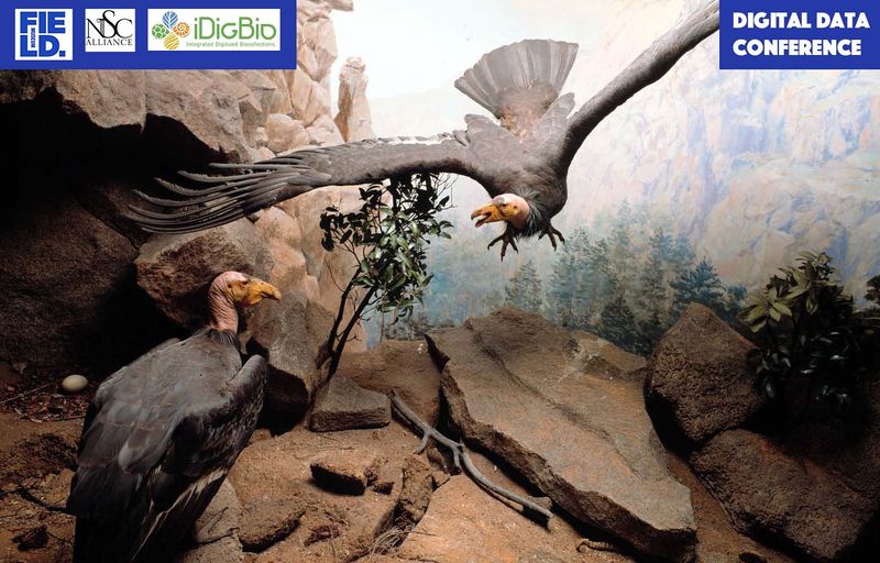 File:Condor.jpg